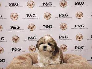 MalShi - Donner - Male