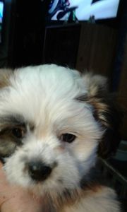 Malshi (Maltese x Shih Tzu) 1 male puppy
