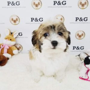 MALSHI - RUBY- FEMALE