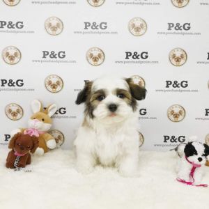 MALSHI - PAUL - MALE