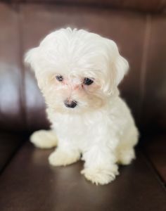 AKC Male Maltese