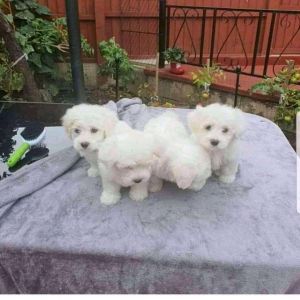 Maltese puppies