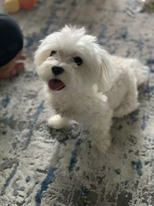 Free Senior Maltese 10 yo