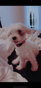 Male- White- year and a half old