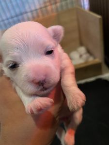 Maltese Puppies