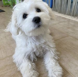Maltese for sale
