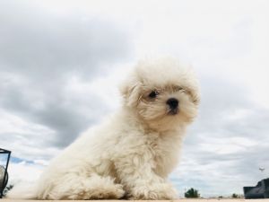 Maltese puppy 2 months old