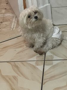 Maltese, 8.75 months old