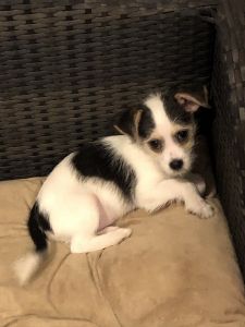 Maltese/ chihuahua Dallas