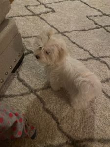 Want to seek my baby puppy she is 6 months old