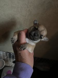 Maltua (Maltese x Chihuahua)