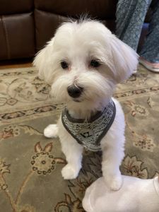 Maltese Puppy for Sale