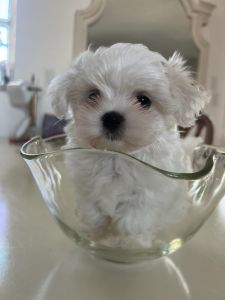 MALTESE PUPPIES