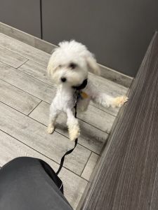 Pure blood Maltese for sale. Only 6 months old.