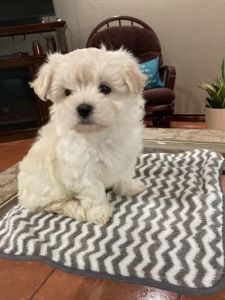 Maltese puppy
