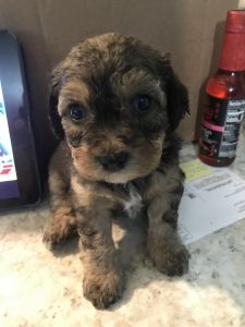Morkies for sale