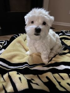 Maltese that needs a good home