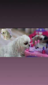 Maltese female adult