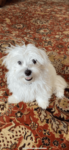 ReHome Maltese