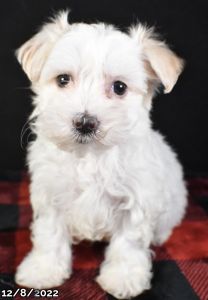 Female Maltese
