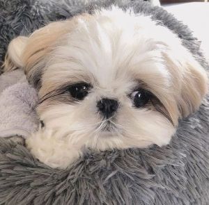 Maltese puppies for sale