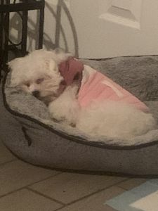 Beautiful white Maltese puppy