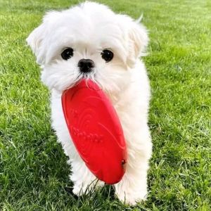 Summer Puppies Ready for New Family