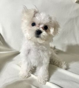 Maltipoo female