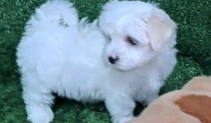 Two Top Class Maltese Puppies Available