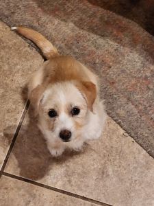 Maltese Girl Mix