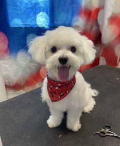Male Maltese
