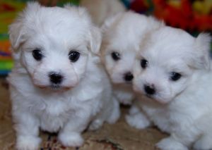 Nice and Healthy Maltese Puppies Available