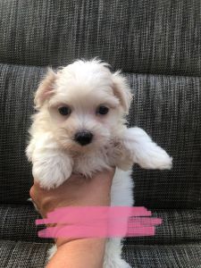 Maltese puppies