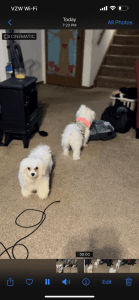 Pure Breed puppies for sale