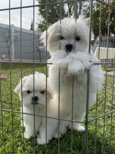 1 female Maltese