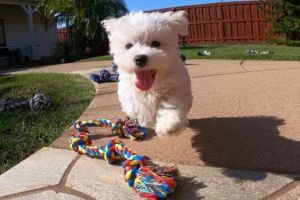 Maltese puppies for sale