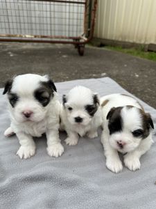 Maltese X Shih Tzu 2 Males and 1 Female