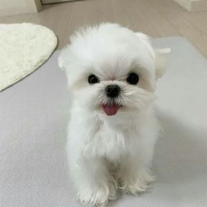Maltese Puppies for sale