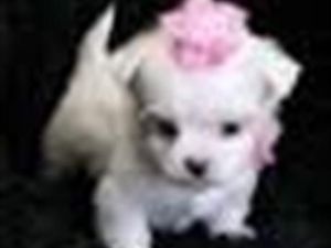 Male and Female Maltese Puppies(***) ***-***6