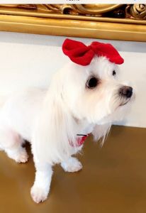 Maltese on sale