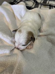 Puppies for sale/Maltese/Bichon