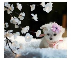 Worlds Smallest Puppies