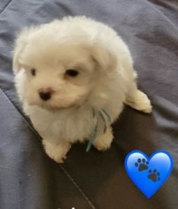 Maltese puppies