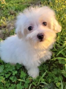 Female Maltese