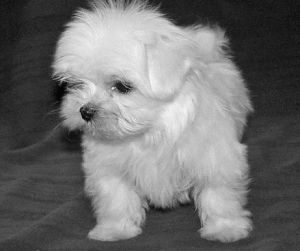 Maltese Puppies For Sale