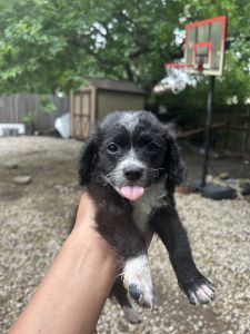 Puppies for sale
