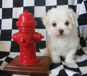 Potty Trained Teacup Maltese Puppies