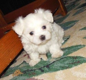 Top Class Maltese Puppies Available