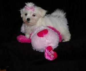 Well Socialized Maltese Puppies Available