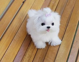 Micro Tiny Tcup sizecMaltese Puppies for sale